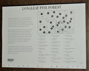 Mint 34c Stamp Sheet, Longleaf Pine Forest, Scott Catalog #3611, 10 Stamps