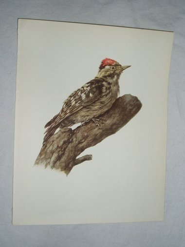 Bird Print, Lesser Spotted Woodpecker, 1962 Book Plate, Demartini