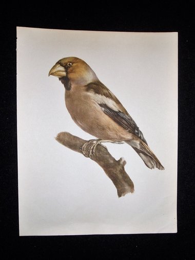 Bird Print, Hawfinch, Coccothraustes, 1962 Book Plate, Demartini