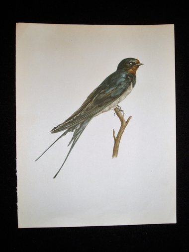 Bird Print, Swallow, Hirundo rustica, 1962 Book Plate, Demartini