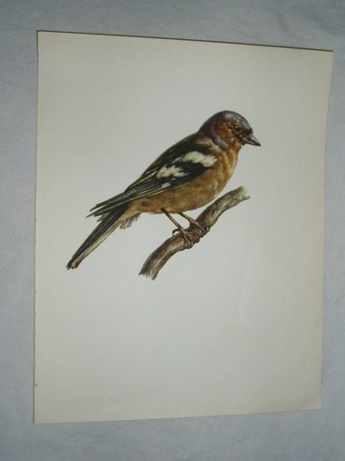 Bird Print, Chaffinch, Fringilla Coelebs, 1962 Book Plate, Demartini