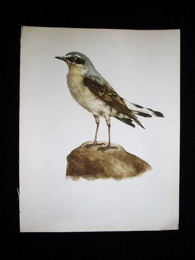 Bird Print, Wheatear, Oenanthe oenathe, 1962 Book Plate, Demartini