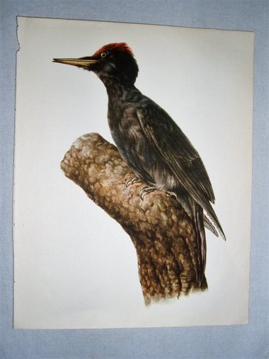 Bird Print, Black Woodpecker,  Dryocopus martius 1962 Book Plate, Demartini