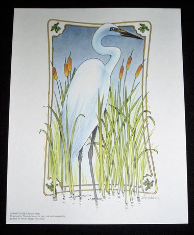 Thomas Sasser Bird Print, Snowy Egret, 8 x 10
