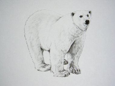 Thorpe, Polar Bear Publishers Print, "Chilly, Yes;  Frigid, No!!"