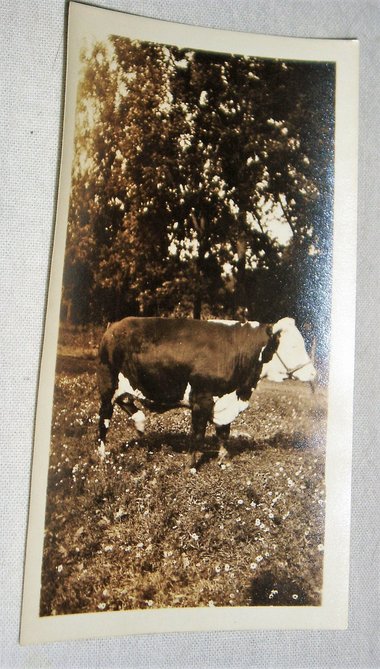 Vintage Photo, Prize Bull, Farm Photography, 1923
