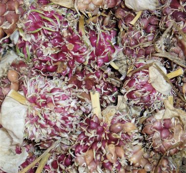 Romanian Red Garlic Seed - 100+ Bulbils, No Chemicals, 2023 Crop, FREE SHIPPING