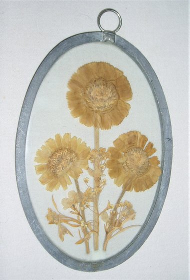 Framed Dried Flowers, Botanical Hanging
