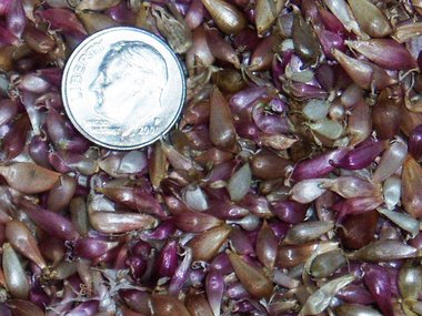 Chesnok Red Garlic Seed x 100+ - Bulbils, Best Variety for Baking & Cooking, No Chemicals, 2023 Crop, SHIPPING INCLUDED