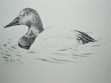 Kathy Flynn Numbered Print, Canvasback Duck