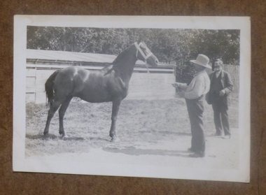 Real Photo Postcard, Man Showing Horse, Plainfield/Horton Iowa