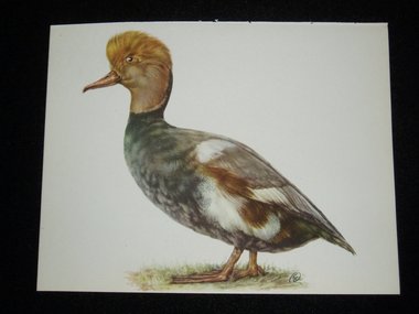 Bird Print, Red-Crested Pochard Duck, Netta Rufina, 1962 Book Plate, Demartini