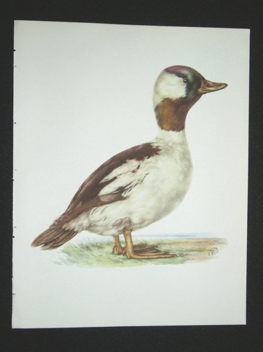 Bird Print, Buffel Headed Duck, Bucephala Albeola, 1962 Book Plate, Demartini