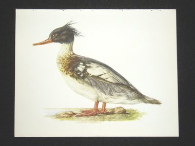 Bird Print, Merganser, Mergus Serrator, 1962 Book Plate, Demartini