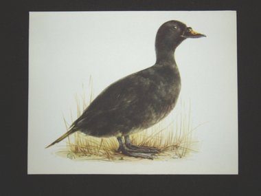 Bird Print, Common Scoter, Melanitta Nigra, 1962 Book Plate, Demartini