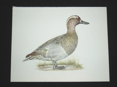 Bird Print, Garganey Duck, Anas Querquedula, 1962 Book Plate, Demartini