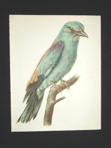 Bird Print, Roller, Caracias Garrulus, 1962 Book Plate, Demartini