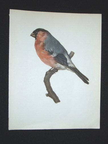 Bird Print, Bullfinch, Pyrrhula Pyrrhula, 1962 Book Plate, Demartini
