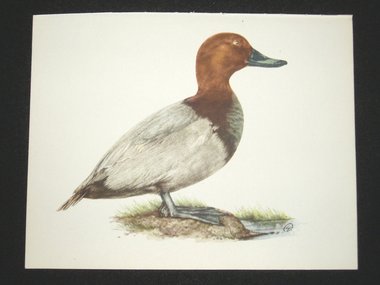 Bird Print, Common Pochard, Aythya Ferina, 1962 Book Plate, Demartini