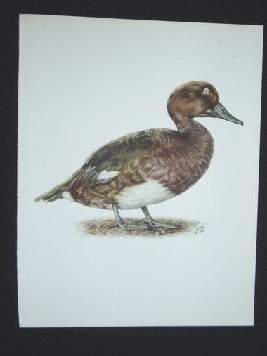 Bird Print, Ferruginous Duck, Aythya Nyroca, 1962 Book Plate, Demartini