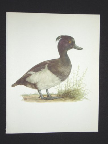 Bird Print, Tufted Duck, Aythya Fugigula, 1962 Book Plate, Demartini
