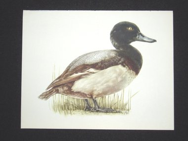 Bird Print, Scaup Duck, Aythya Marila, 1962 Book Plate, Demartini