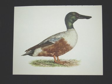 Bird Print, Shoveller Duck, Spatula Clypeata, 1962 Book Plate, Demartini