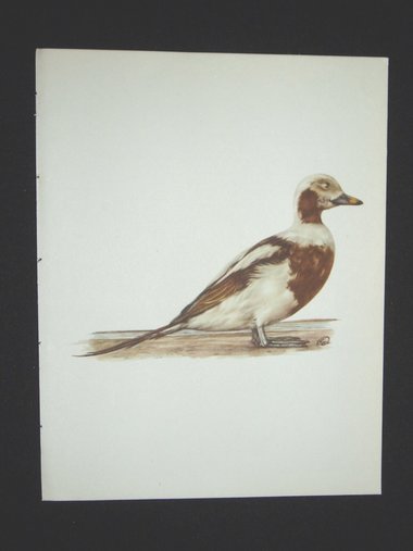 Bird Print, Long-tailed Duck, Clangula Hyemalis, 1962 Book Plate, Demartini