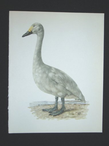 Bird Print, Bewick's Swan, Cygnus Bewickii, 1962 Book Plate, Demartini