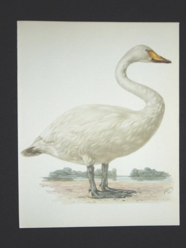 Bird Print, Whooper Swan, Cygnus Cygnus, 1962 Book Plate, Demartini