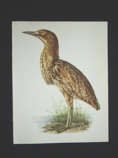 Bird Print, Bittern , Botaurus Stellaris, 1962 Book Plate, Demartini