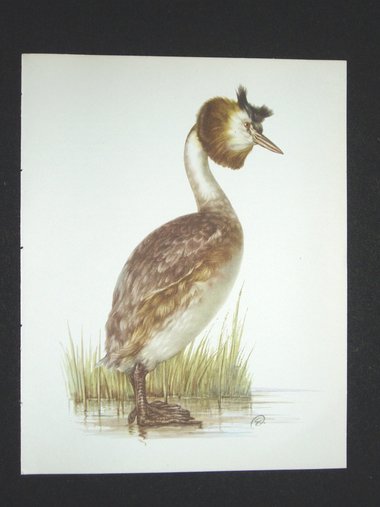 Bird Print, Great Crested Grebe, Podiceps Cristatus, 1962 Book Plate, Demartini