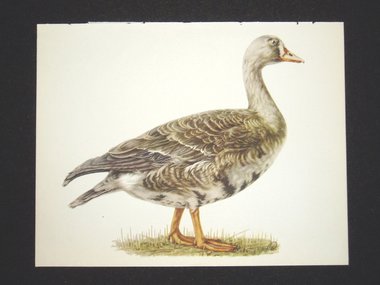 Bird Print, White-fronted Goose, Anser Albifrons, 1962 Book Plate, Demartini