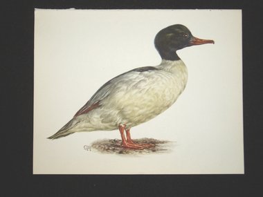 Bird Print, Goosander, Mergus Merganser, 1962 Book Plate, Demartini