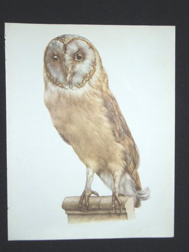Bird Print, Barn Owl, Tyto Alba, 1962 Book Plate, Demartini