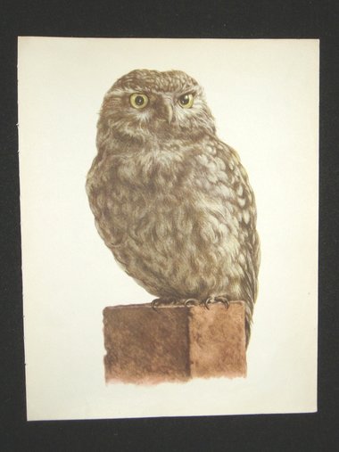 Bird Print, Little Owl, Athene Noctua, 1962 Book Plate, Demartini