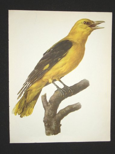 Bird Print, Golden Oriole, Oriolus Oriolus, 1962 Book Plate, Demartini