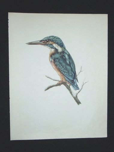 Bird Print, Kingfisher, Alcedo Atthis, 1962 Book Plate, Demartini