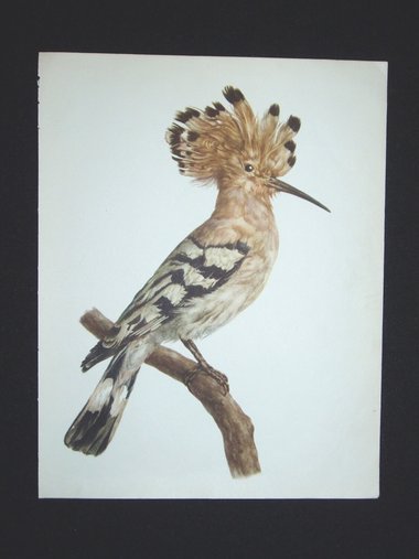 Bird Print, Hoopoe, Upupa Epops, 1962 Book Plate, Demartini