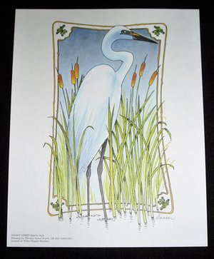 Thomas Sasser Bird Print, Snowy Egret, 8 x 10