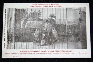 Rare Early Circus Advertising Postcards, Cordona and His Lions, 6 Different 1907-08, Advertising