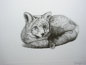Thorpe, Framed Fox Print, "The Bureaucrat...At Work?!" Triple Matted, #68/830