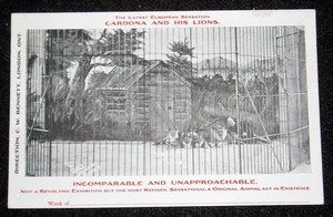 Rare Early Circus Advertising Postcards, Cordona and His Lions, 6 Different 1907-08, Advertising