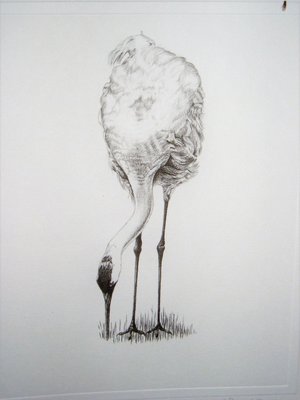 Thorpe, Sandhill Crane Publishers Print, "Damned Contacts!!"