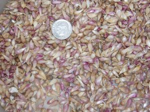 Romanian Red Garlic Seed - 100+ Bulbils, No Chemicals, 2023 Crop, FREE SHIPPING