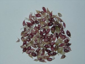 German Extra Hardy Garlic Seed, 100+ Bulbils, No Chemicals, 2023 Crop, SHIPPING INCLUDED