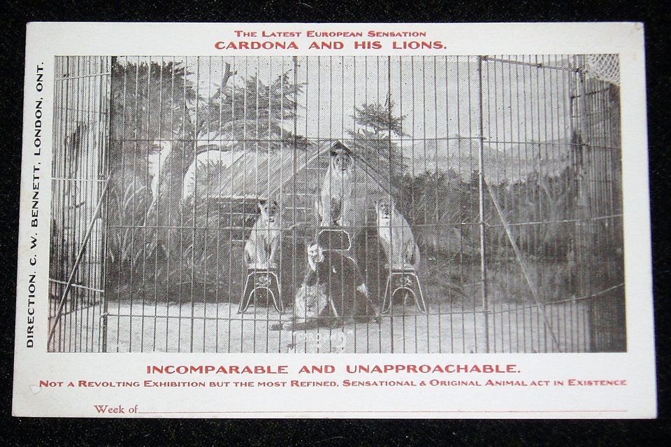 Rare Early Circus Advertising Postcards, Cordona and His Lions, 6 Different 1907-08, Advertising