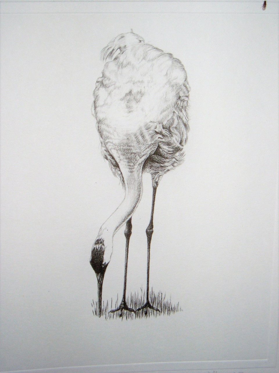 Thorpe, Sandhill Crane Publishers Print, "Damned Contacts!!"