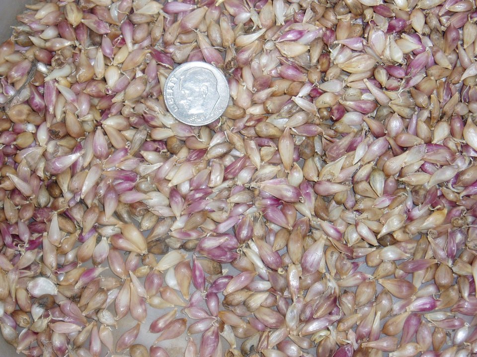 Romanian Red Garlic Seed - 100+ Bulbils, No Chemicals, 2023 Crop, FREE SHIPPING