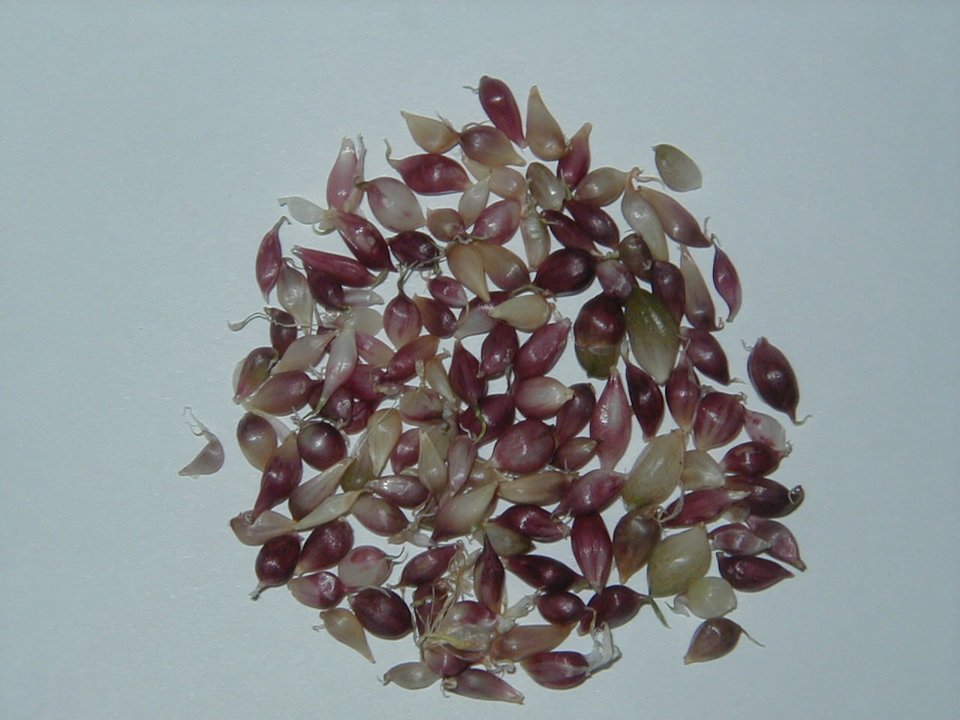 German Extra Hardy Garlic Seed, 100+ Bulbils, No Chemicals, 2023 Crop, SHIPPING INCLUDED